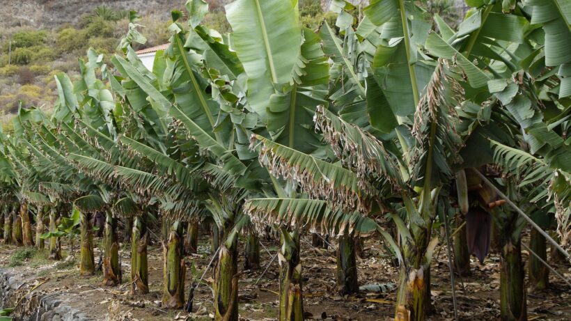 Plátano de Canarias